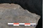 Foto (Detailansicht) von Plantae indet.  (NHMW-GEO-2024-0188-11526)